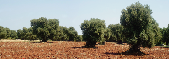olio extravergine di oliva da 4 generazioni